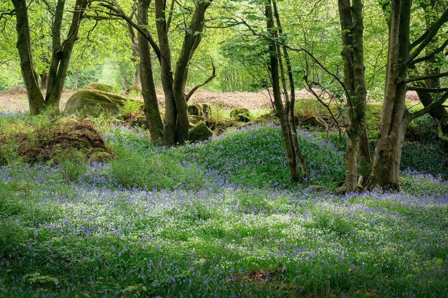 Woodland flowers, Nidderdale - Photography - Paul Howell